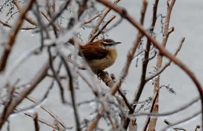 Carolina Wren