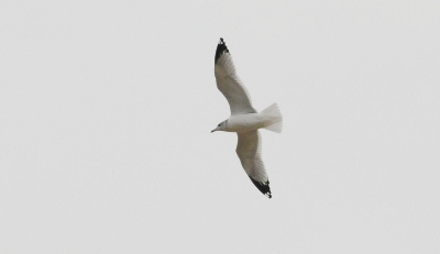 Ring-billed Gull