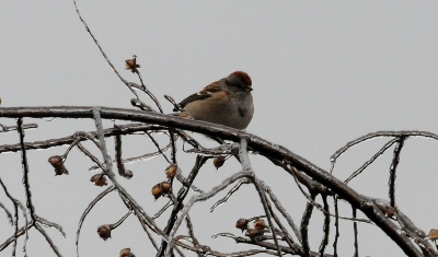 Tree Sparrow